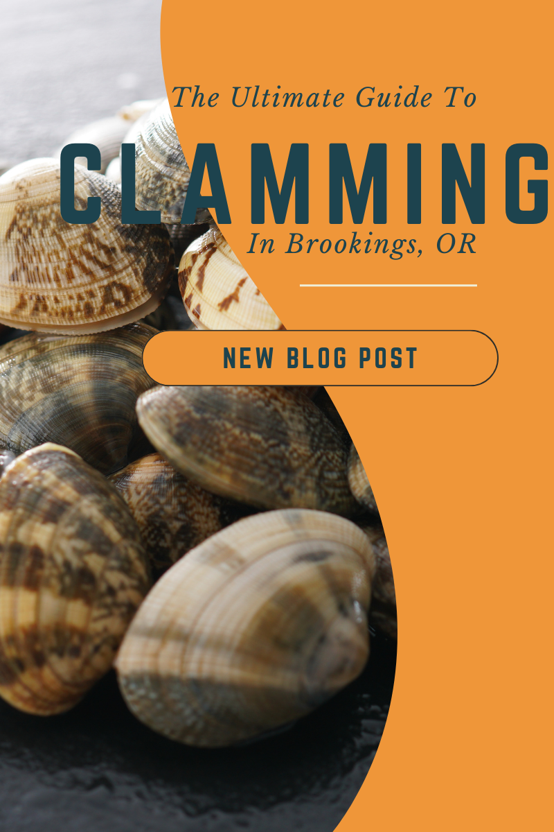 Clumming The Ultimate Guide to Clamming in Brookings, Oregon – Azalea Landing